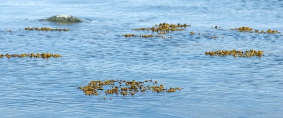 Bladder wrack floating on the surface of the Baltic Sea
