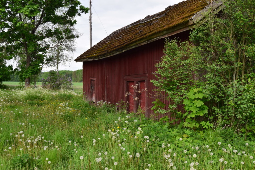 Punamullattu ladonseinä kesällä