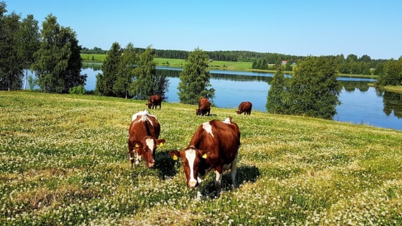 Lehmiä laitumella, takana vesistö