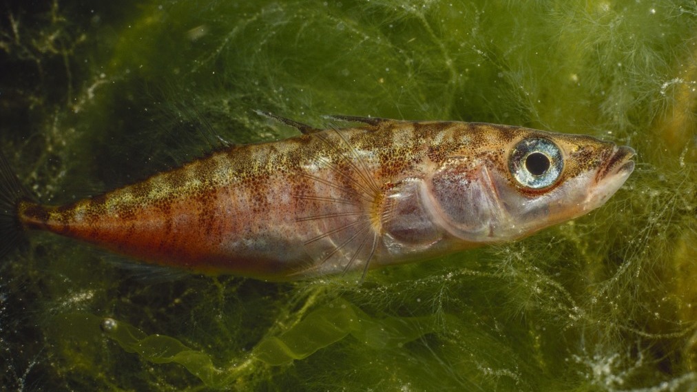 Kolmipiikki-kala, joka elää Itämeren rannikolla ja lapin suurissa järvissä.