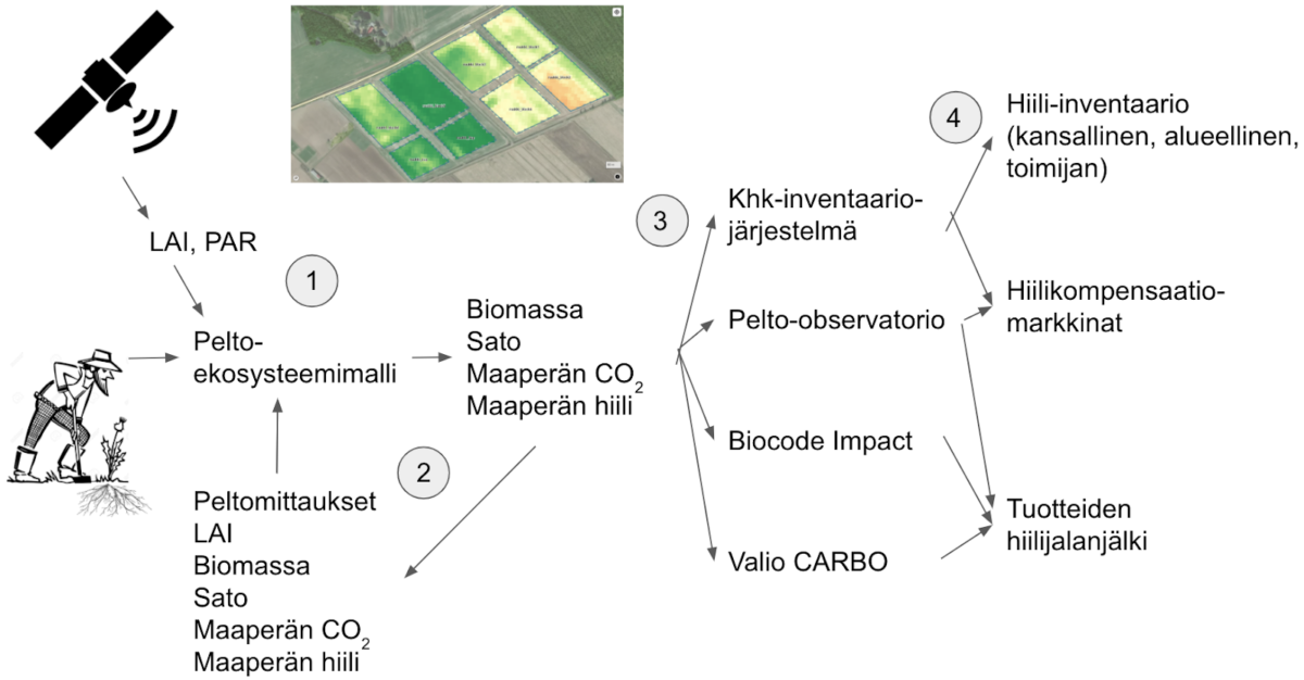 BIOHILA-hanke, ekosysteemimallinnus