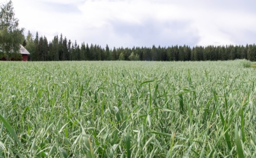 Viljapeltoa etualalla, lato ja metsää taka-alalla.