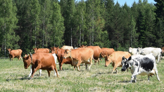 Lehmiä etenemässä samaan suuntaan laitumella.