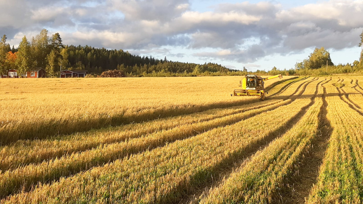 Puimuri viljapellolla.