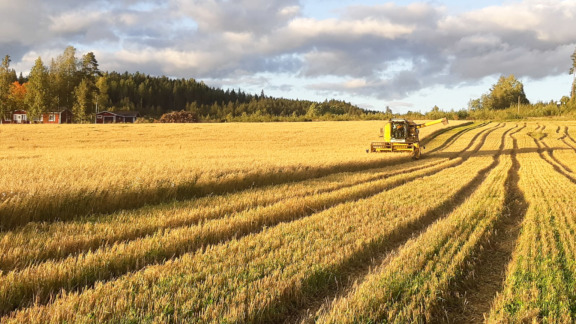 Puimuri viljapellolla.