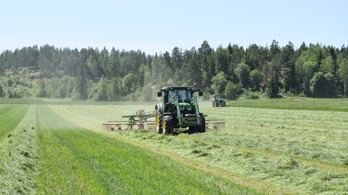 Traktori vetää karhotinta perässään, vasemmalla puolella korkeampi niittokorkeus.