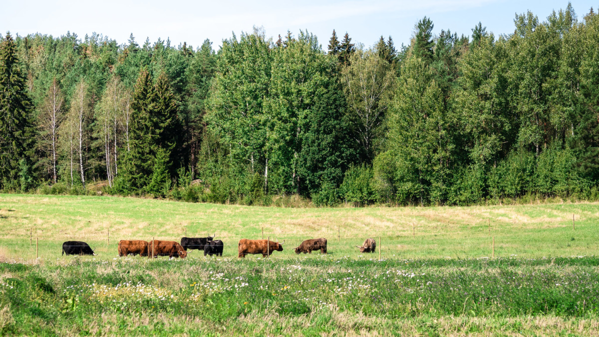 Lehmiä pellolla aitauksessa.