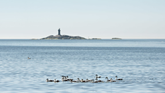 Etualalla merilintuja, horisontissa pieni majakkasaari.