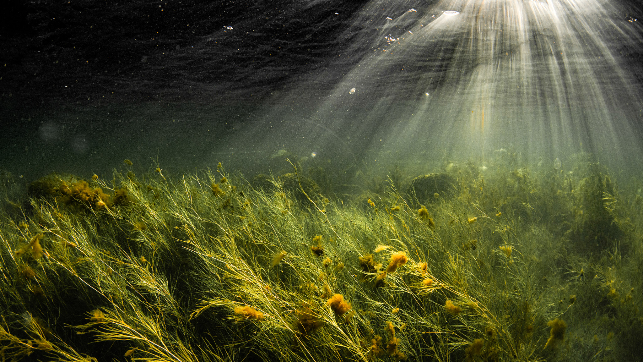 AUringinvalo siivilöityy pinnan läpi, meren pohjassa kasvaa vesikasveja.