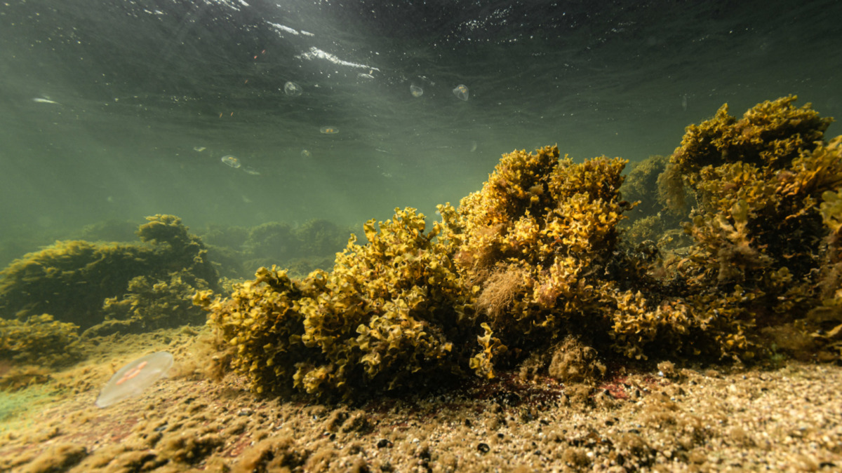 Rakkohauru kasvusto pinnan alla kuvattuna, meduusa ui etualalla.