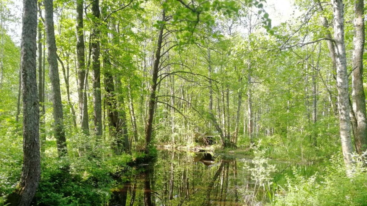 Vesi virtaa läpi metsän