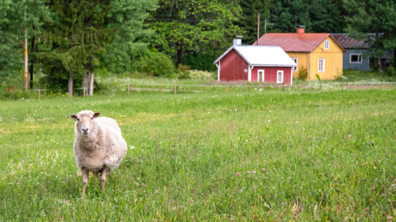 Nurmipellolla seisova lammas katsoo kameraan. Taustalla mökkejä.