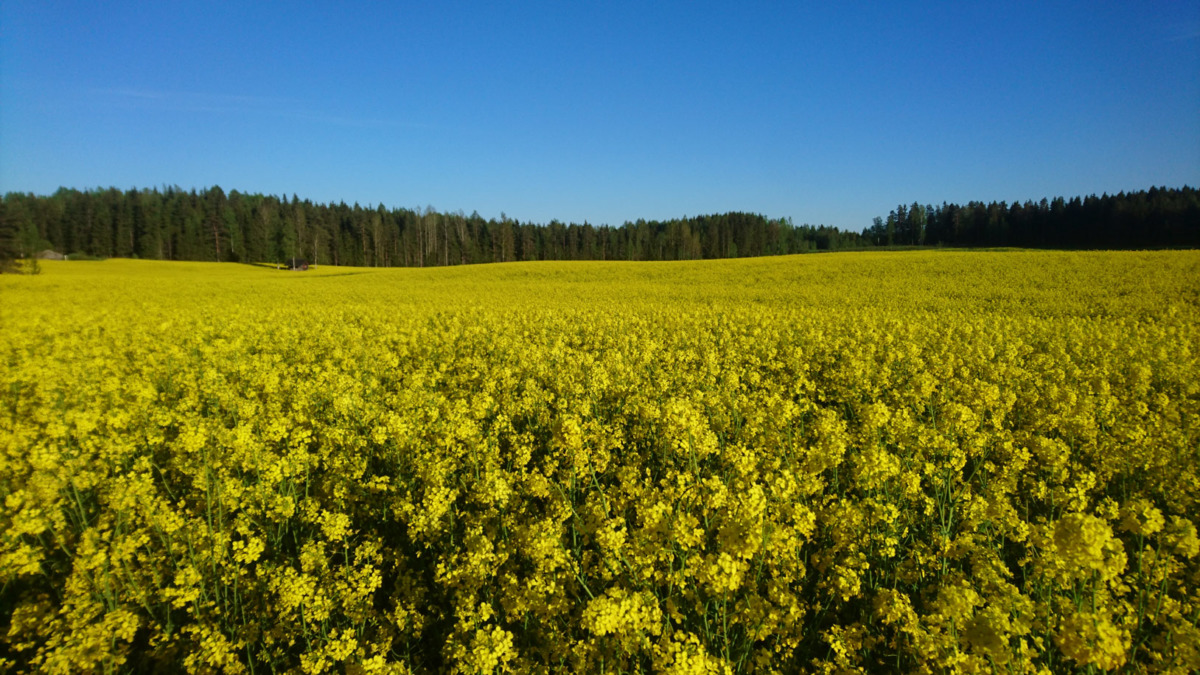 Kukkiva syysrypsi Tyynelän tilalla