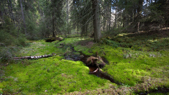 Piilonoro sammalikkometsässä eli pienvesi rehevässä metsässä.