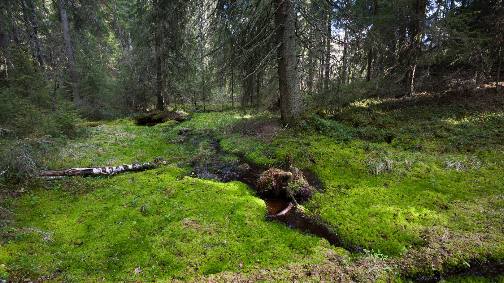 Piilonoro sammalikkometsässä eli pienvesi rehevässä metsässä.