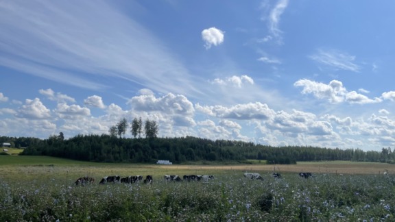 Lehmiä laitumella
