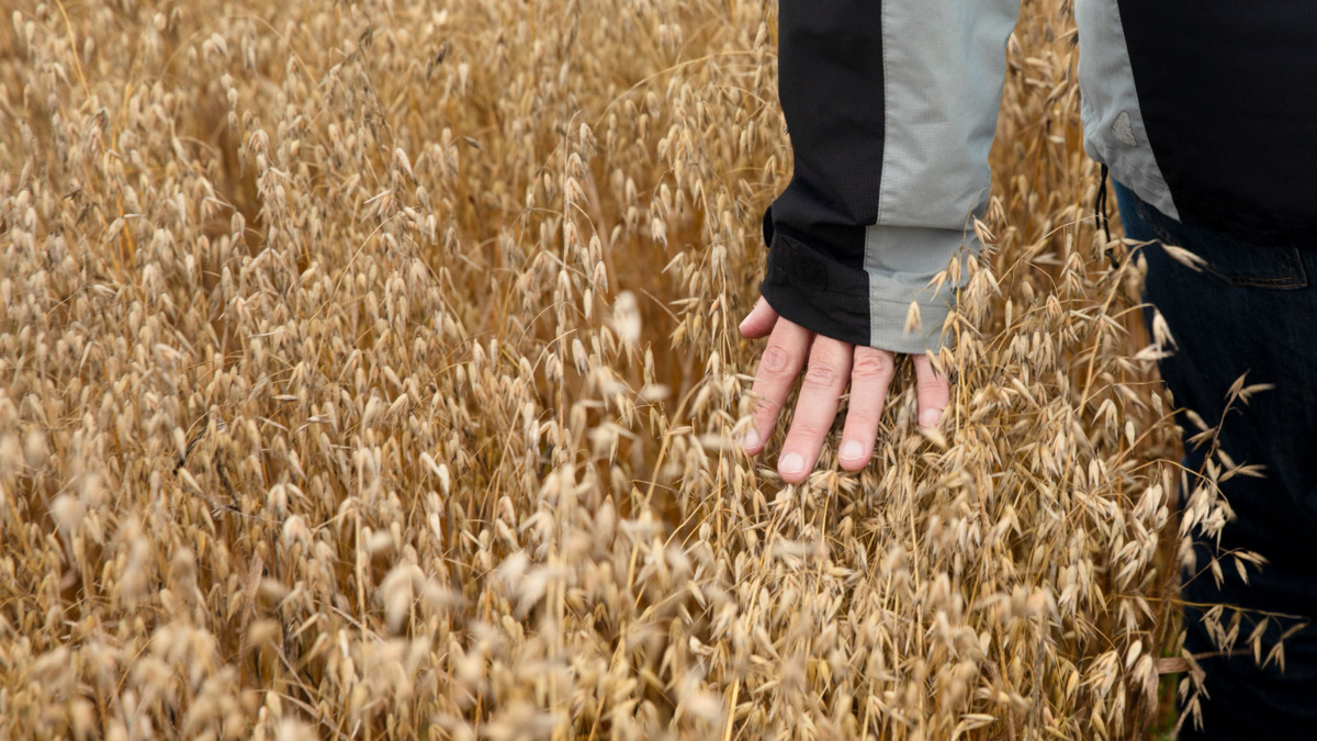 Jari Liskin käsi viljapellossa
