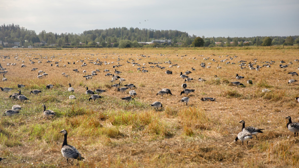 Lintuja Haltialan pelloilla