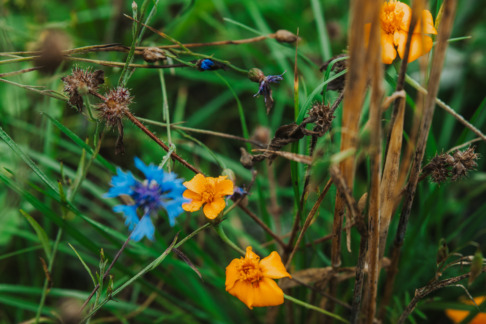 Kerääjäkasveja pellolla