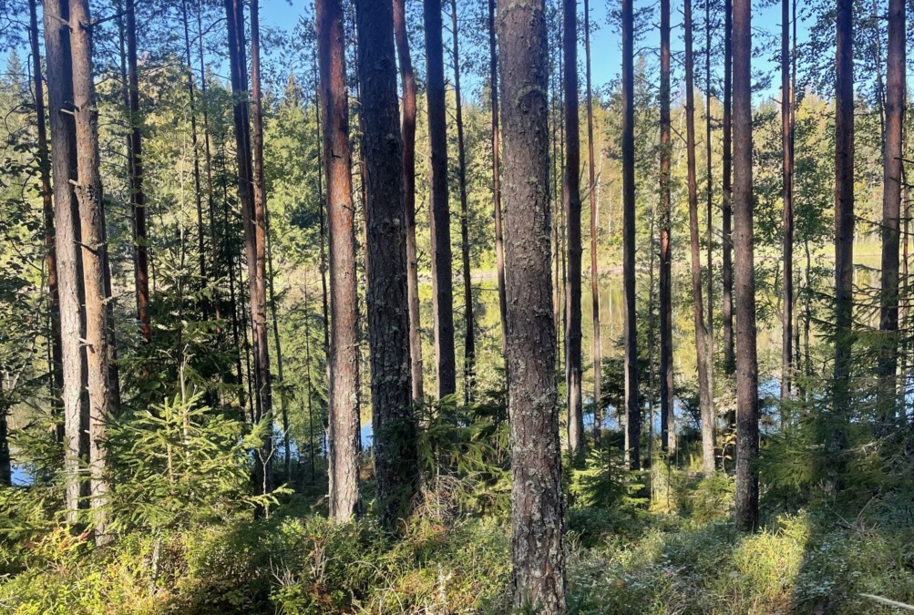 Mäntyvaltaista sekametsää. Puiden välistä pilkottaa lampi.