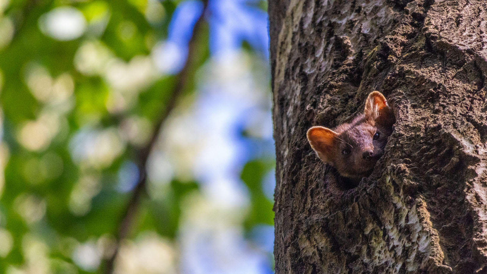Näätä kurkistaa puunkolosta. Taustalla näkyy puun oksia ja lehtiä.