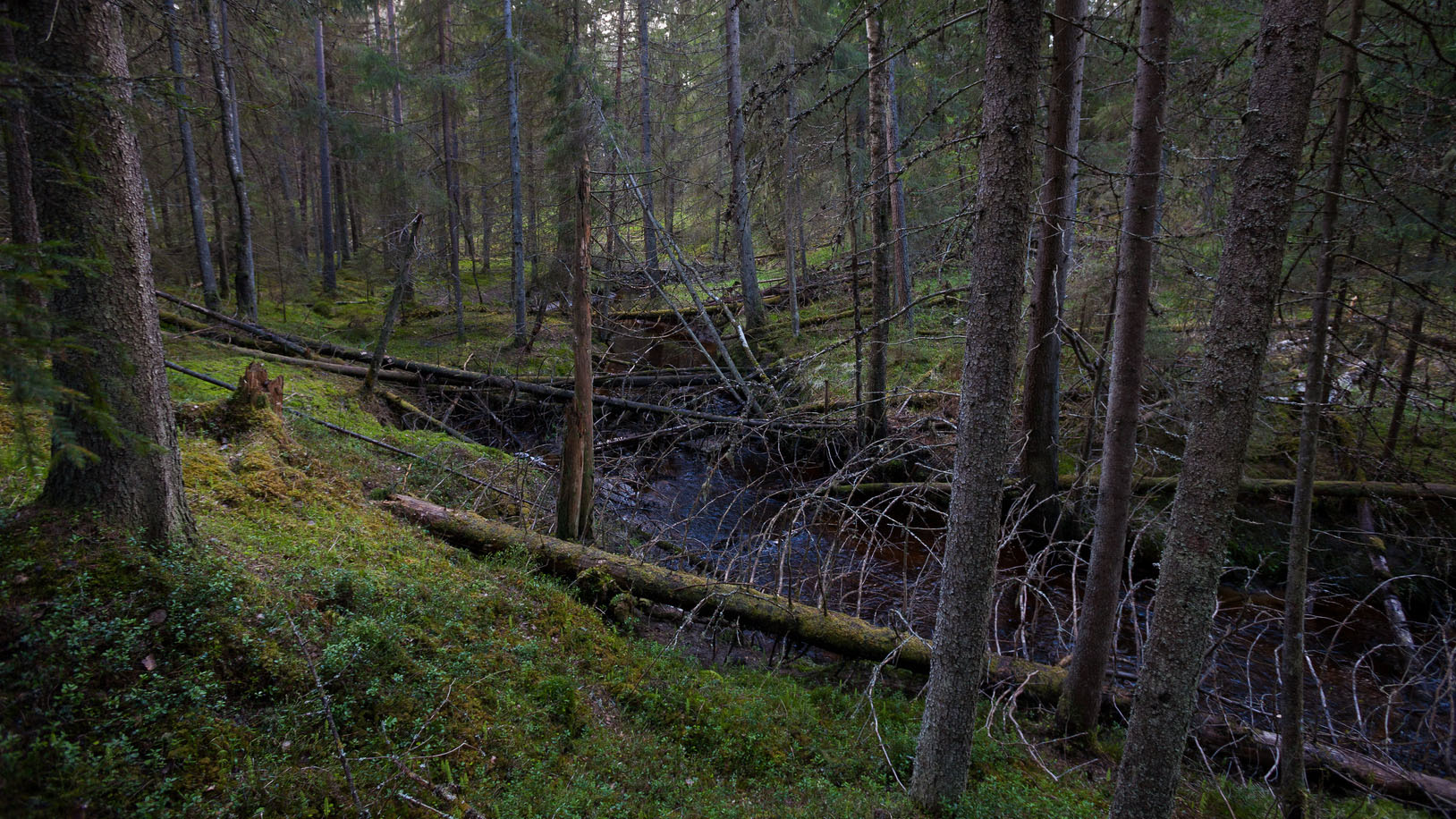 Puita ja uoma hämärässä metsässä. Kaatuneita puita uoman päällä.