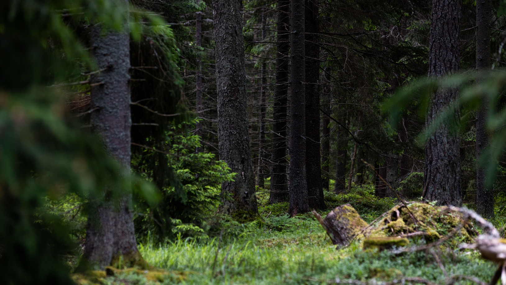 Puun kanto tiheässä metsässä.
