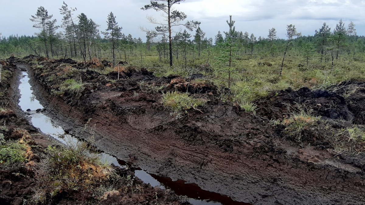 Ojamutka turvemaalla.