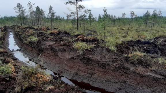 Ojamutka turvemaalla.