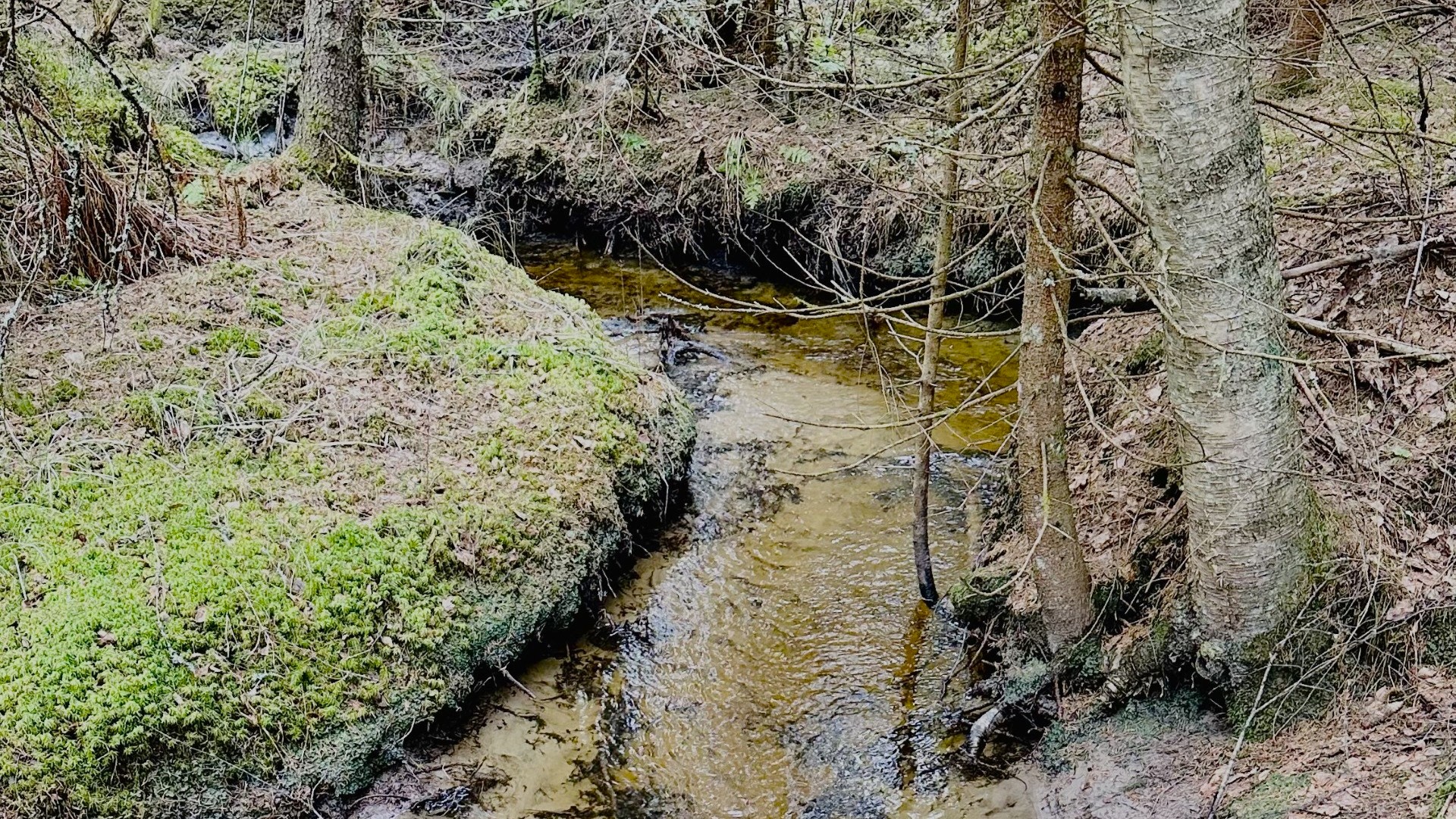 Metsäpuron mutkitteleva uoma.