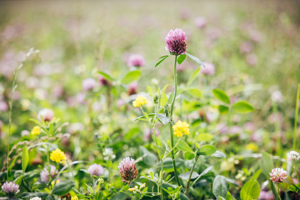 Apila ja öljykasveja lähikuvassa