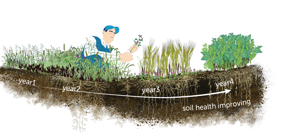 Image loosely describing the soil health improvements achieved through regenerative agriculture over the course of four years.