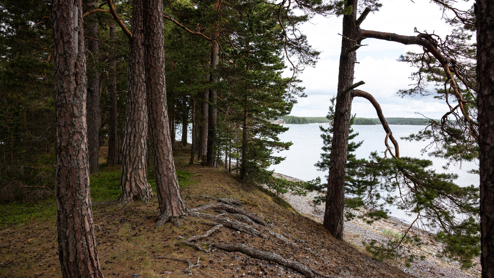 Mäntymetsää Stora Fagerön saarella Itämerellä, puiden juuret paljastuneena rantatörmällä ja meri näkyvissä puiden lomasta.
